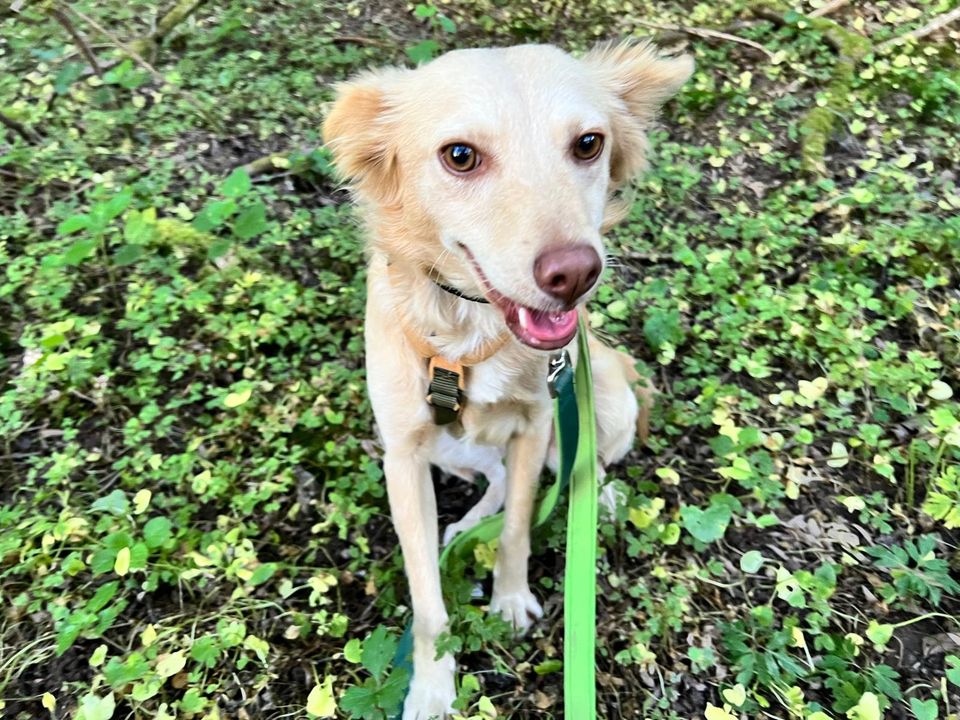 Thea Podenco Mix Hündin in Neunkirchen