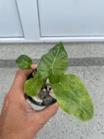 Alocasia portadora babypflanze in Berlin - Spandau Vorschau