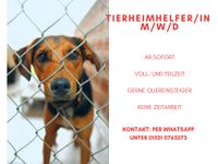 Tierheimhelfer/in gesucht (m/w/d) Mitte - Tiergarten Vorschau