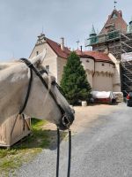 Reitbeteiligung Sachsen - Glashütte Vorschau