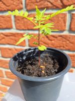 Jacaranda Bäumchen Niedersachsen - Fredenbeck Vorschau