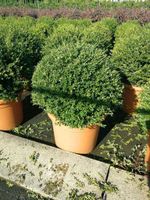 Ilex Crenata Kugel 40/50cm - Buchsbaumersatz Hessen - Dreieich Vorschau