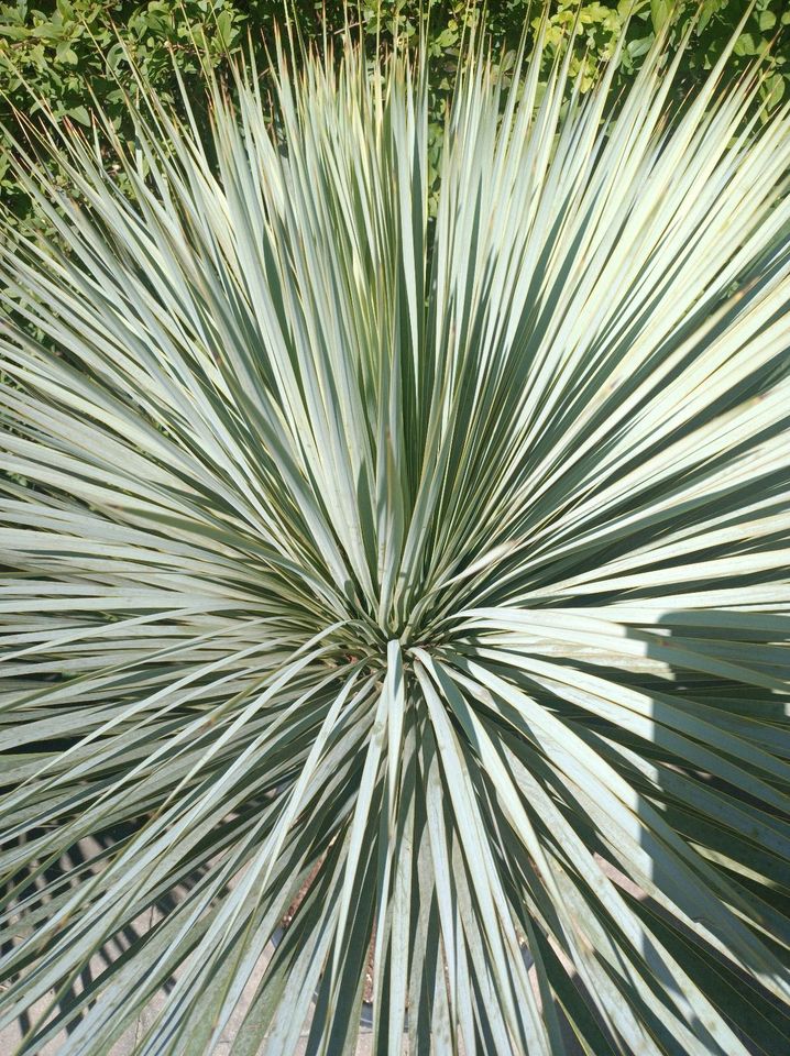 Yucca rostrata 50cm Stamm Gesamt 1,3-1,4m winterhart Yuccapalme in Nordkirchen