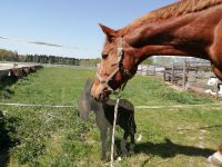 Pflegebeteiligung für ältere Pferdedame Bayern - Kolbermoor Vorschau