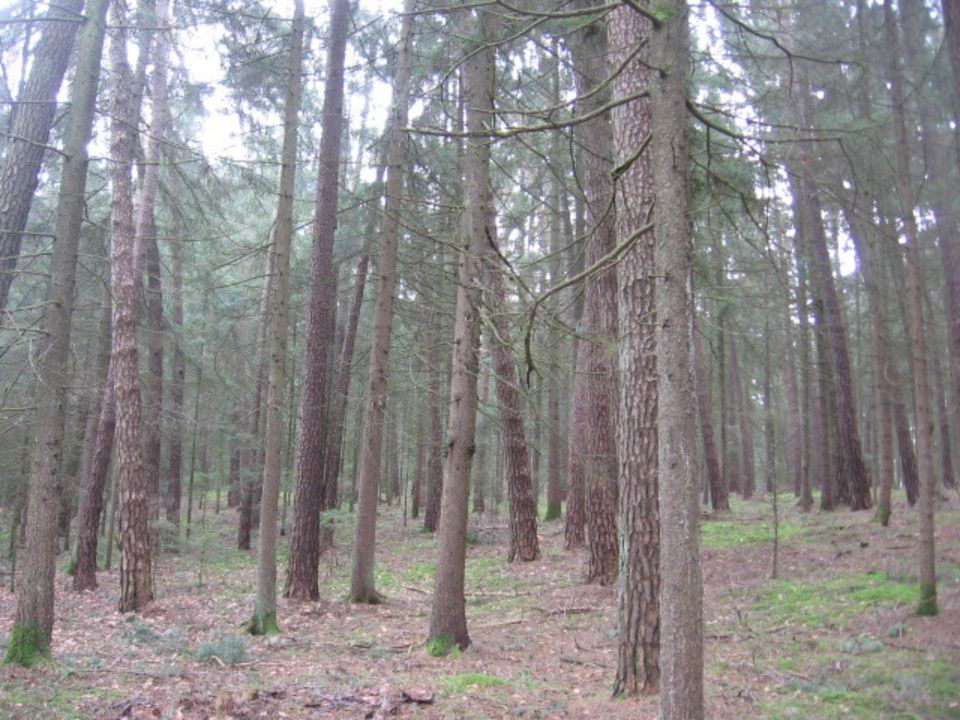 Waldgrundstück, Wald zu verkaufen in Schrobenhausen