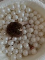 Bällebad  Boucle weiß mit Perlen weißen Bälle von Meobaby Hannover - Vahrenwald-List Vorschau