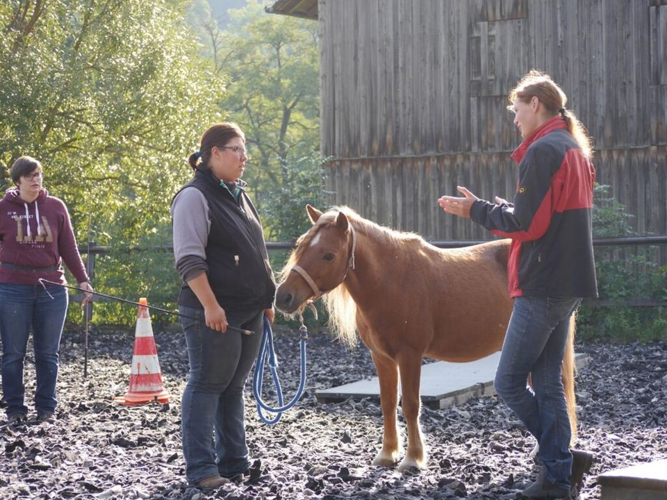 Training / Unterricht Bodenarbeit (Equikinetic, Doppellonge etc.) in Groß Kreutz