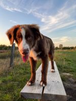 Australian Shepherd, 1 Jahr, Rüde Niedersachsen - Großheide Vorschau