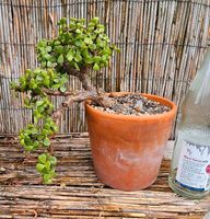 Bonsai porzulacaria crassula sukkulentenbonsai Bayern - Veitsbronn Vorschau