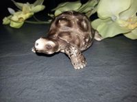 Schleich " Schildkröte " Brandenburg - Werneuchen Vorschau