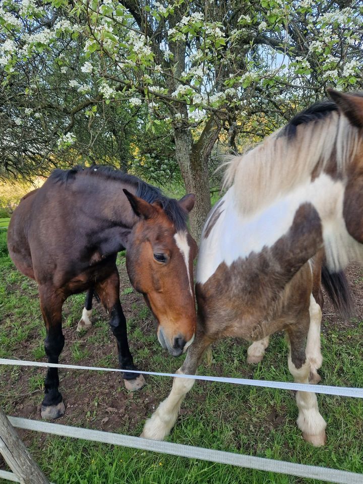 Reitbeteiligung in Pfaffenhofen