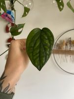 Monstera karstenianum ‚peru‘ Ableger Bremen - Neustadt Vorschau