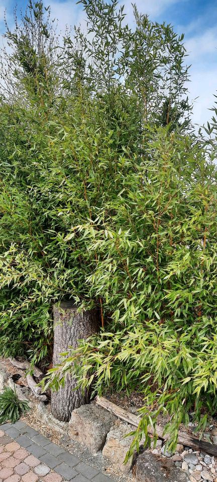 Sichtschutz Phyllostachys Goldener Peking Bambus in Dingelstädt