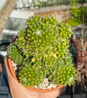 Mammillaria polythele inermis variegata Hessen - Ebsdorfergrund Vorschau