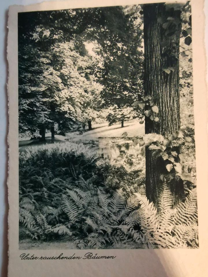 Alte Ansichtskarten 8 Stück, gelaufen, vor 1945, Naturaufnahmen in Perach