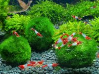 Nano Mooskugeln Moosball  f. Garnelen Aquarium 3 ST 5€* Kr. München - Unterhaching Vorschau