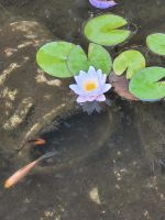 Seerose weiß im Pflanztopf Schleswig-Holstein - Neumünster Vorschau