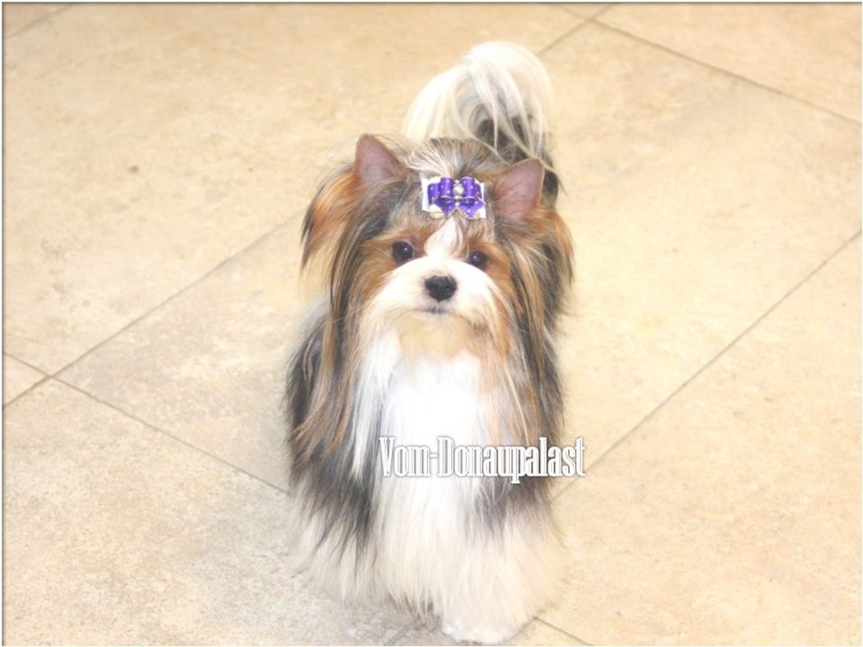 !!Reine Biewer Yorkshire Terrier Welpen!! in Karlshuld