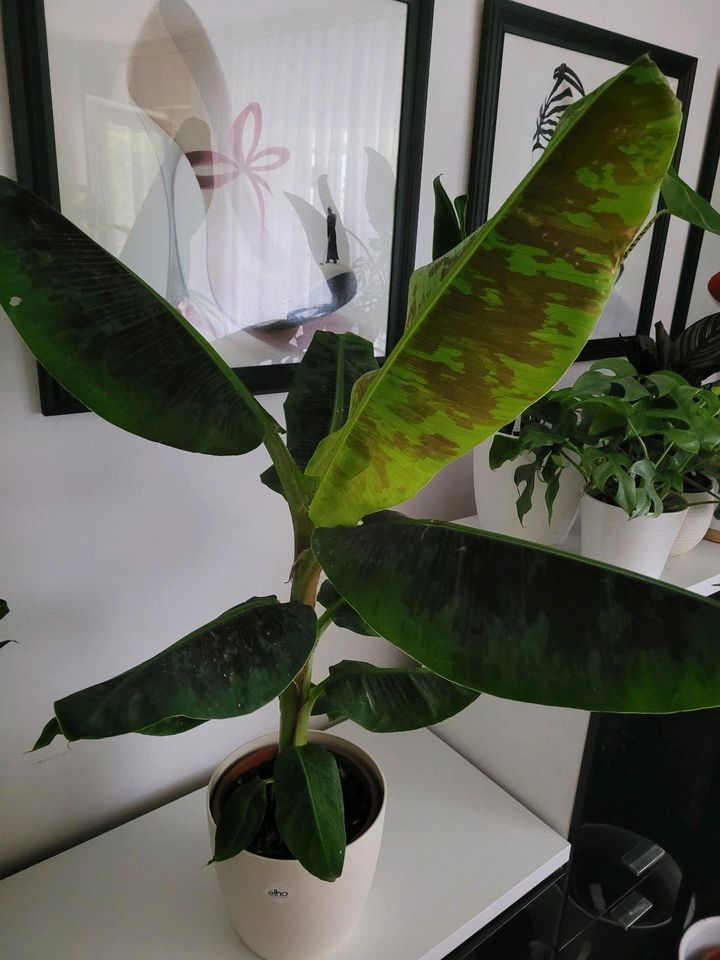 Bananenpflanze Bananenpalme Bananenbaum Pflanze  Zimmerpflanze in München
