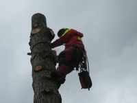 Baum fällen, Problemfällung, Seilklettertechnik, Sonderfällung, Baden-Württemberg - Keltern Vorschau