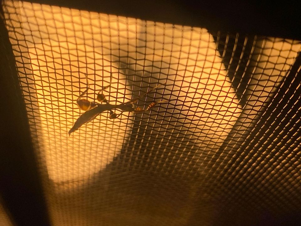 Wandelndes Blatt Nymphen in Leipzig