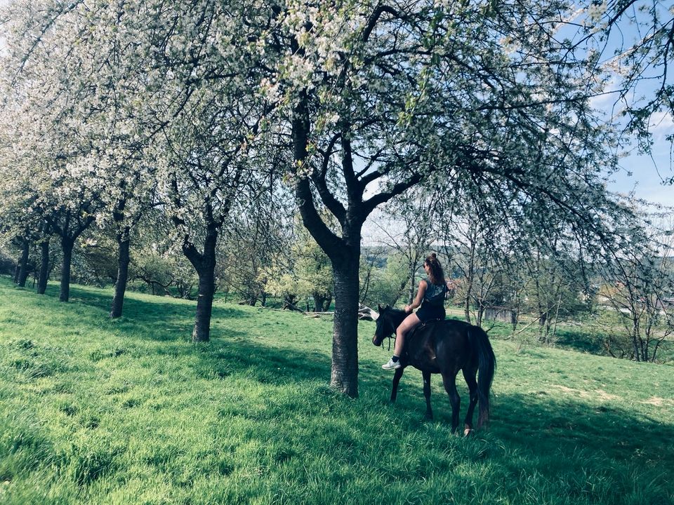 Reitbeteiligung oder mehr gesucht :) in Marburg