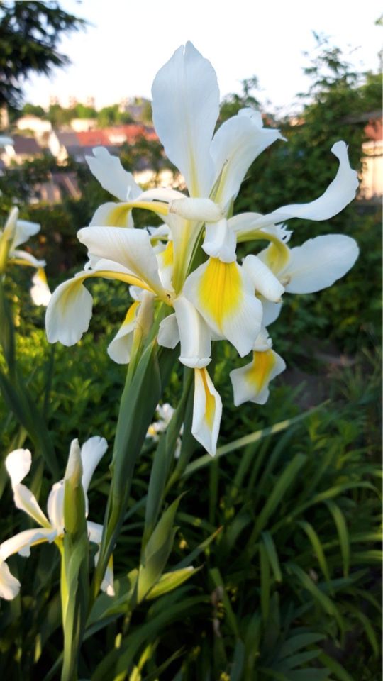 Iris orientalis, Blütenstand Höhe 1,20 bis 1,60 cm in Hainichen