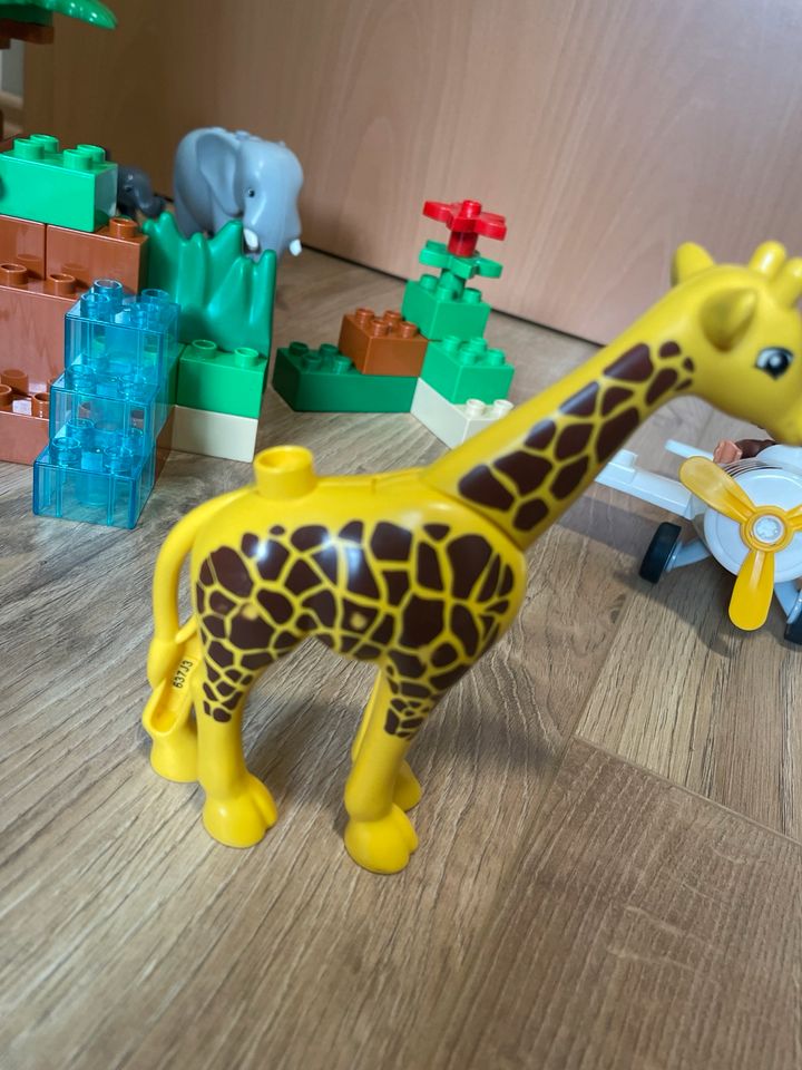 Lego Duplo Safari, Rarität in Battenberg