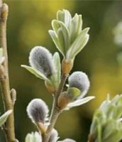 Palmkätzchen Hochstamm Weidenkätzchen Baum Palm-Weidenkätzchen Bayern - Oberaudorf Vorschau