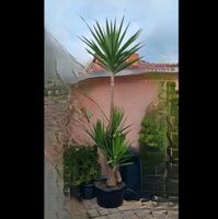 Yucca Palme Thüringen - Leinefelde Vorschau