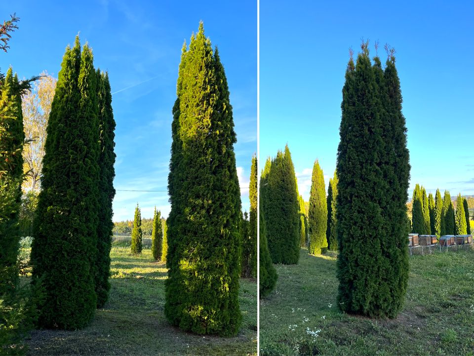 Lebensbaum Thuja occidentalis 'Smaragd' 500-550 cm | Bayernhecke` in Ingoldingen