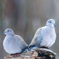 Tauben zu verkaufen Nordrhein-Westfalen - Soest Vorschau