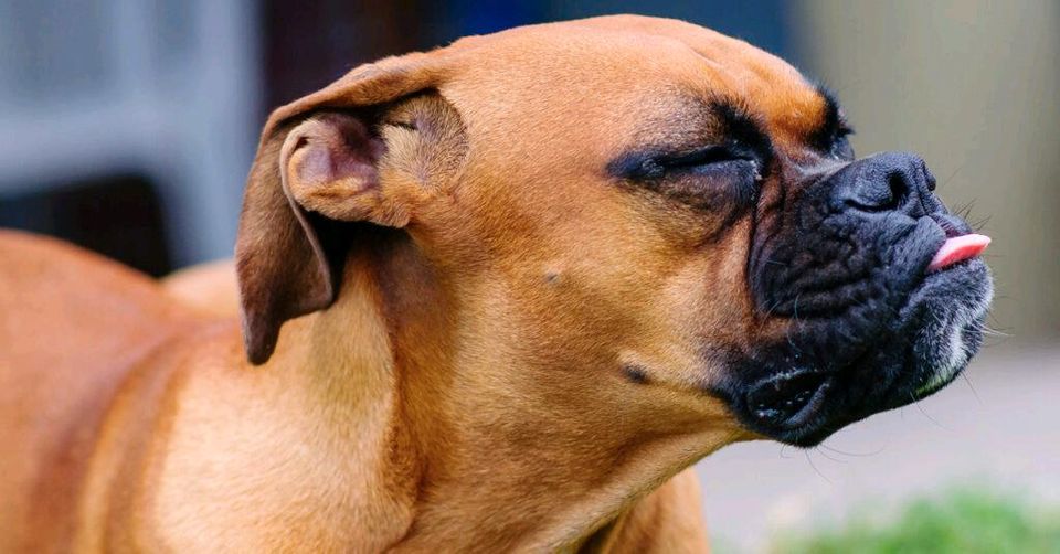 Ausehilfe  job um auf hunde auf zu passen in Lathen