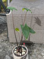 Alocasia Zebrina Black Stem ca 50cm hoch Rheinland-Pfalz - Uersfeld Vorschau