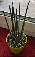 Sansevieria Cylindrica Straight | Zimmerpflanze | Pflanze Dortmund - Brechten Vorschau