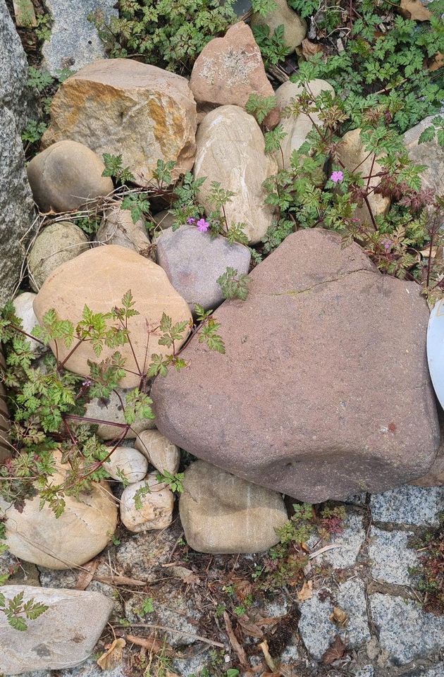 Kieselsteine Findlinge steine Teich zu verschenken in Sprendlingen