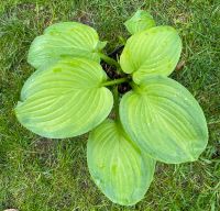 Funkie Hosta Guacamole Pflanze Staude aus Bio Naturgarten Nordrhein-Westfalen - Wesel Vorschau