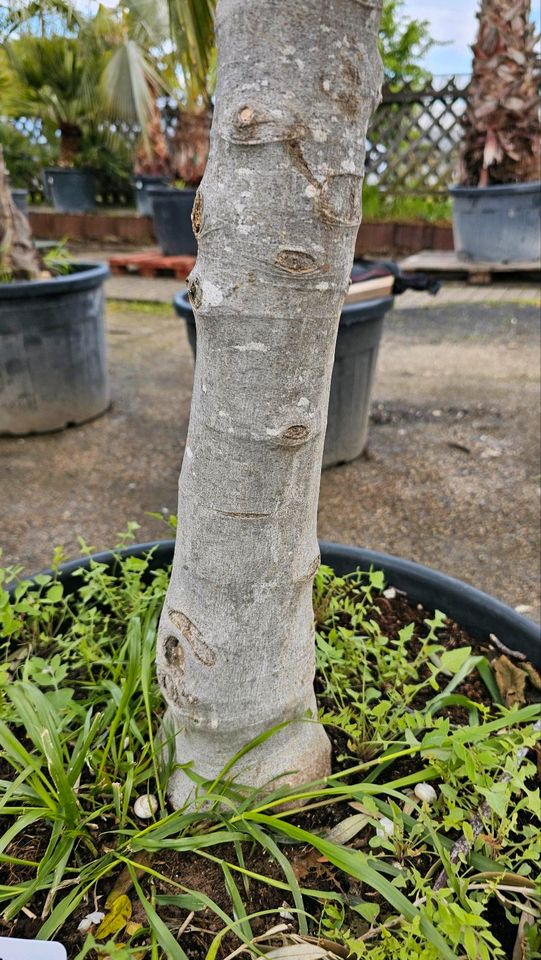 Feigenbaum Ficus Carica verschiedene Größen in Wiesbaden