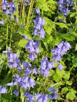 Hasenglöckchen blau Schleswig-Holstein - Heikendorf Vorschau