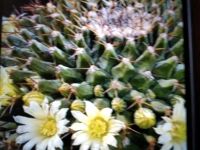 Mammillaria winterae Ableger Bayern - Gersthofen Vorschau