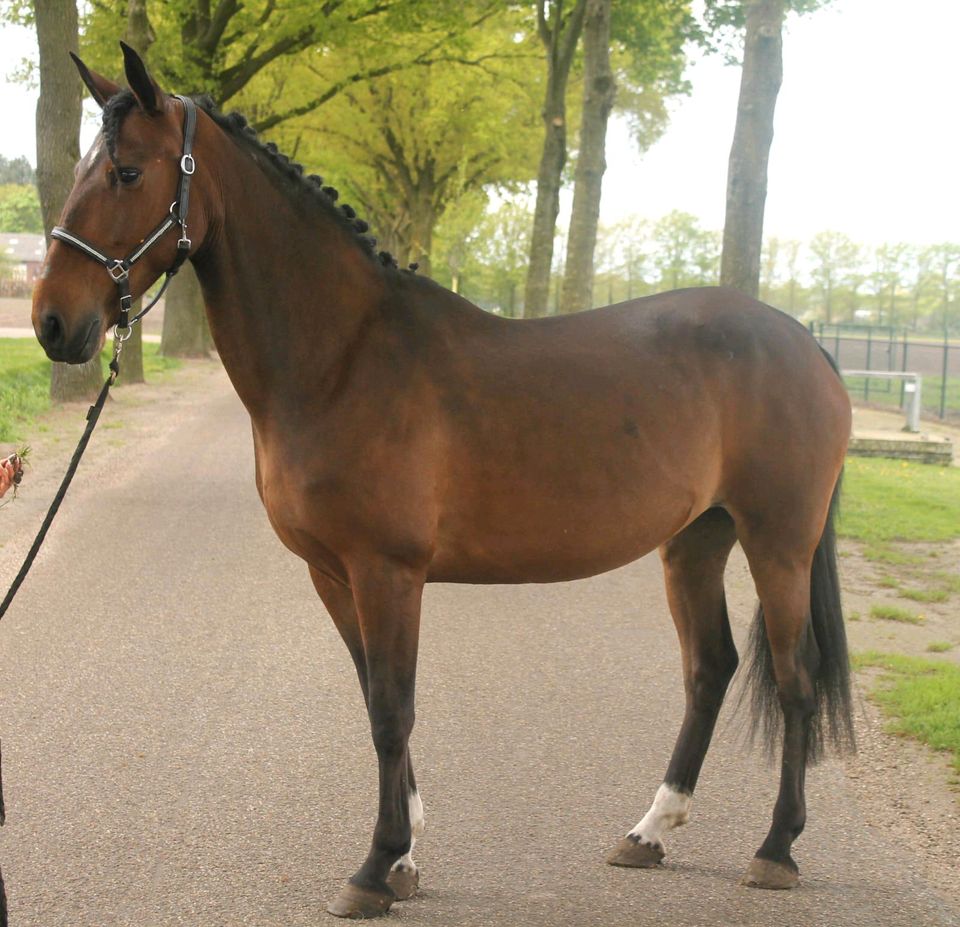 Tolle 10 jährige Freizeit Stute super lieb in Nettetal