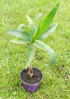 Yucca Palme 30 cm hoch Rheinland-Pfalz - Bell Vorschau