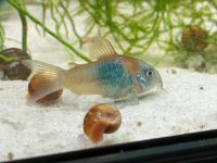 Oranger Venezuela -Panzerwels, Corydoras Venezuelanus Schleswig-Holstein - Groß Schenkenberg Vorschau