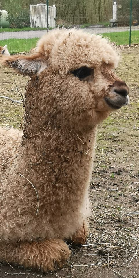 Alpakahengst mit viel Farbe, bildschön gezeichnet! in Tecklenburg