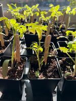 Tomatenpflanzen aus Bio-Saatgut abzugeben Nordrhein-Westfalen - Eschweiler Vorschau