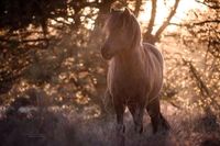 Pflegebeteiligung/ Reitbeteiligung Islandstute Niedersachsen - Handeloh Vorschau