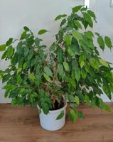 Ficus Benjamini ca 75 cm hoch Baden-Württemberg - Konstanz Vorschau