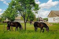 Kürten + 50 km: Bauernhof mit Möglichkeit zur Pferdehaltung gesucht! Nordrhein-Westfalen - Kürten Vorschau