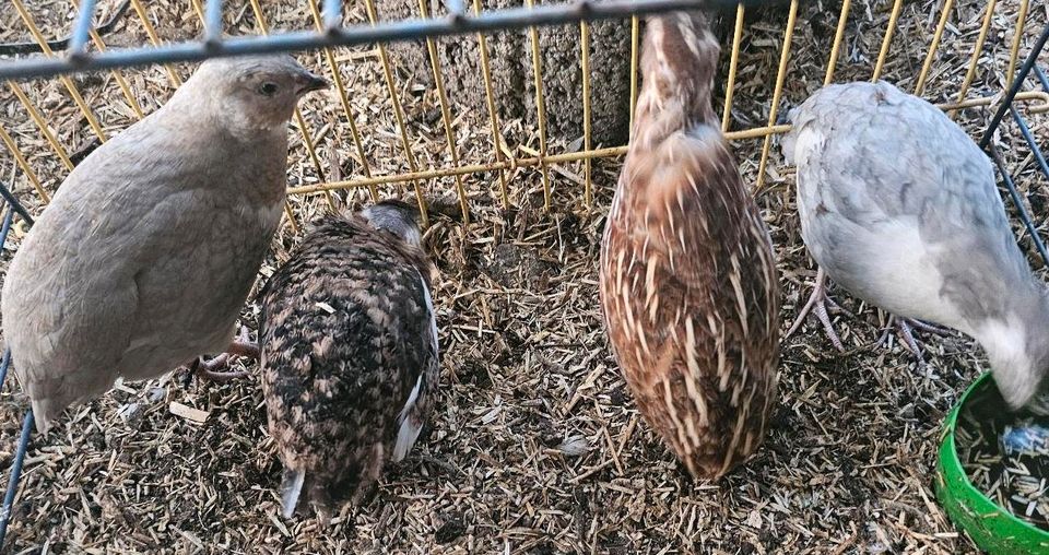 Wachtel Hähne Bunt Celadon und spalter in Mönchengladbach