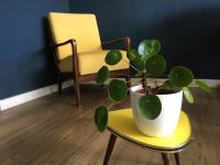 Pilea | Glücksbaum | Ufopflanze | Zimmerpflanze mit Übertopf Hamburg - Altona Vorschau